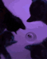 Cat Party GIF