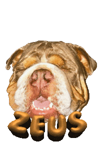 Dog Bulldog Sticker