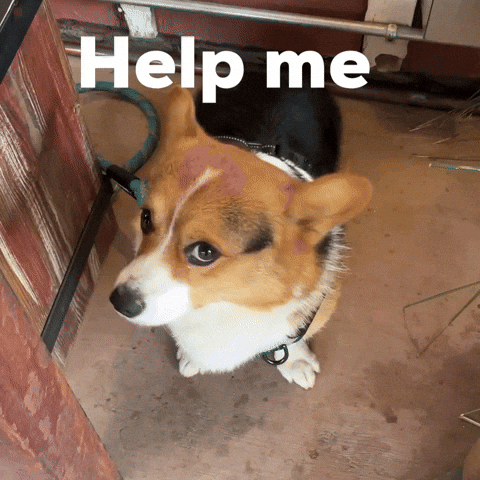 Help Me Dog GIF