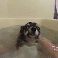 Dog Chihuahua GIF