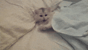 meow GIF