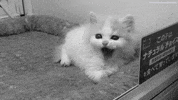 cat meow GIF