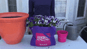 Flower Garden Wave GIF by Ball Horticultural Co