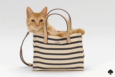 cat GIF by kate spade new york