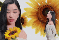 Sunflower Gmmtv GIF