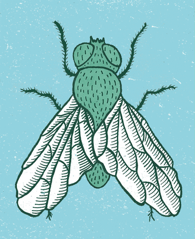 PILARSDELRIO giphyupload fly insect texture GIF