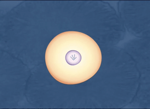 gene GIF