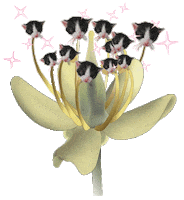cat love Sticker