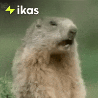 Prairie Dog What GIF by ikas