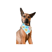 Pokemon Dog Sticker by Geekster Pets