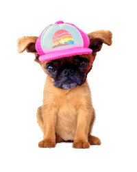 Baseball What Sticker by MISO PUP