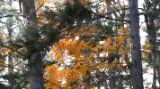 new hampshire GIF