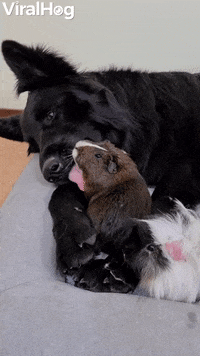 Unlikely Friends Keeping Each Other Clean GIF by ViralHog