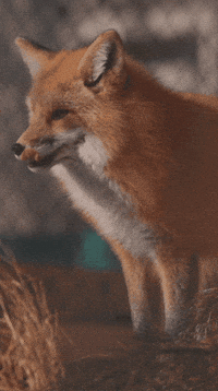 Red Fox GIF by Valley Zoo Development Society