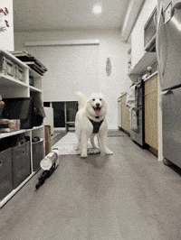 White Dog GIF