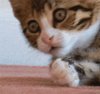 country searches GIF