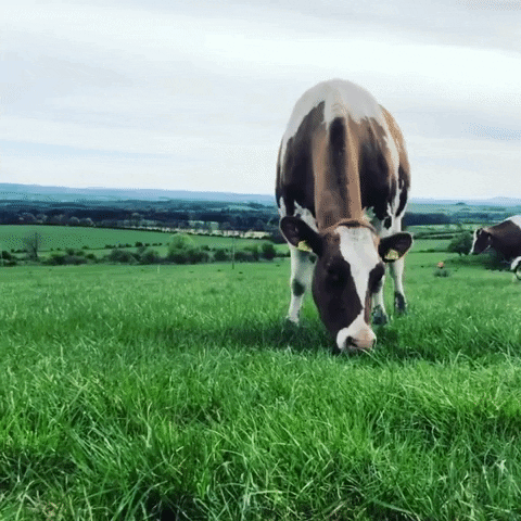 Farmer Dairycow GIF by Mossgiel Farm