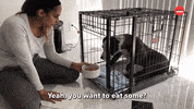 Cats Dogs GIF by BuzzFeed