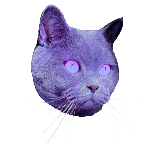 Shocked Cat Sticker