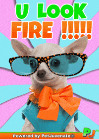 PetJuvenate petjuvenate henlo hooman fren love rescue dogs treatos and woofer for pupper GIF