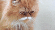 persian cat GIF