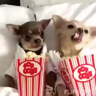 Pops National Popcorn Day GIF