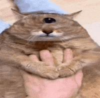 One Eye Cat GIF