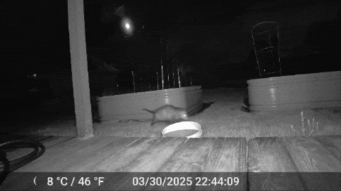 hazelturnip giphygifmaker GIF