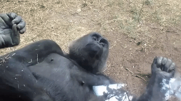 Energetic Little Gorilla Just Wants to Play