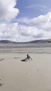 zozothewhippet zoomies greyhound zozo whippet GIF
