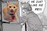 Funny Cat GIF