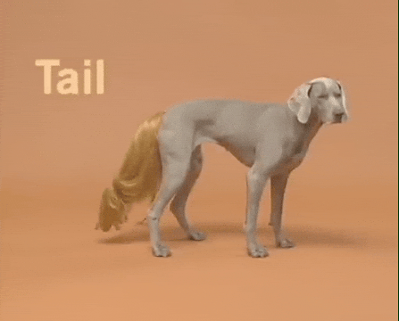 Happy William Wegman GIF by Jason Clarke