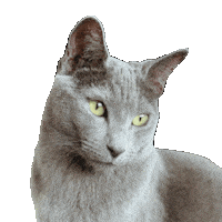 ekekeklunagarcia cats please beg Sticker