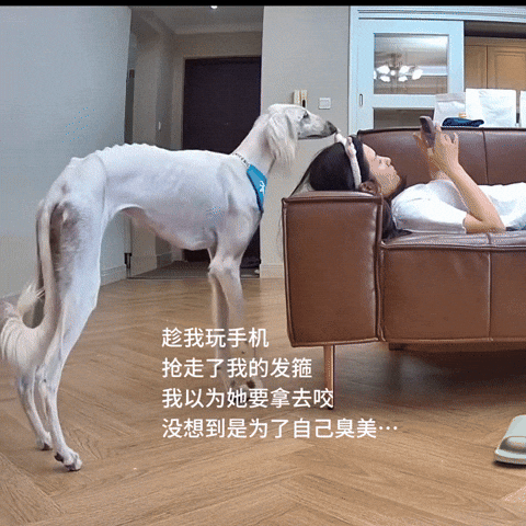 cuteanimalland giphyupload GIF