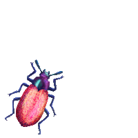 Pink Creeping Sticker