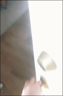 Dogs GIF