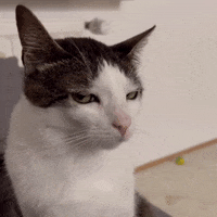 monkeycatluna luna crunchycat crunchycatluna judgy crunchy GIF