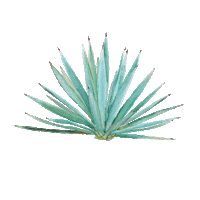 Lumbre Mezcalconvite Sticker by Convite Mezcal