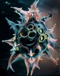 Bg Network GIF by Aleksey Efremov