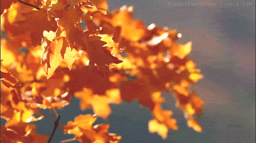 colors of the wind GIF
