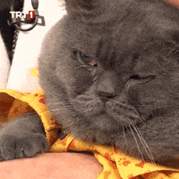 Cat Love GIF by TRT