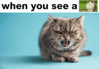 Cat GIF