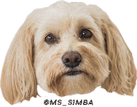 Wheaten Terrier Dog Sticker by Michael Stars