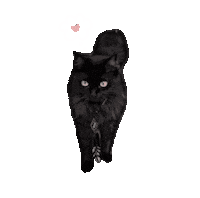 Cat Love Sticker by Tikicraft