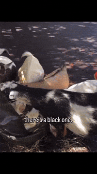 Black One Goat GIF