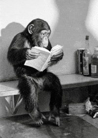 Monkey Wisdom GIF