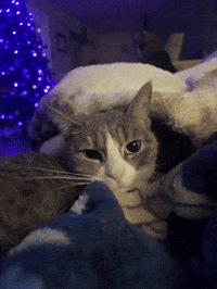 GIF by Electric Gato