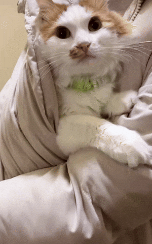 imilhambabayev cat max maxi baby cat GIF