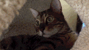 cat GIF
