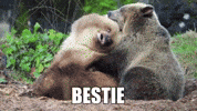Best Friends Forever Love GIF by Woodland Park Zoo